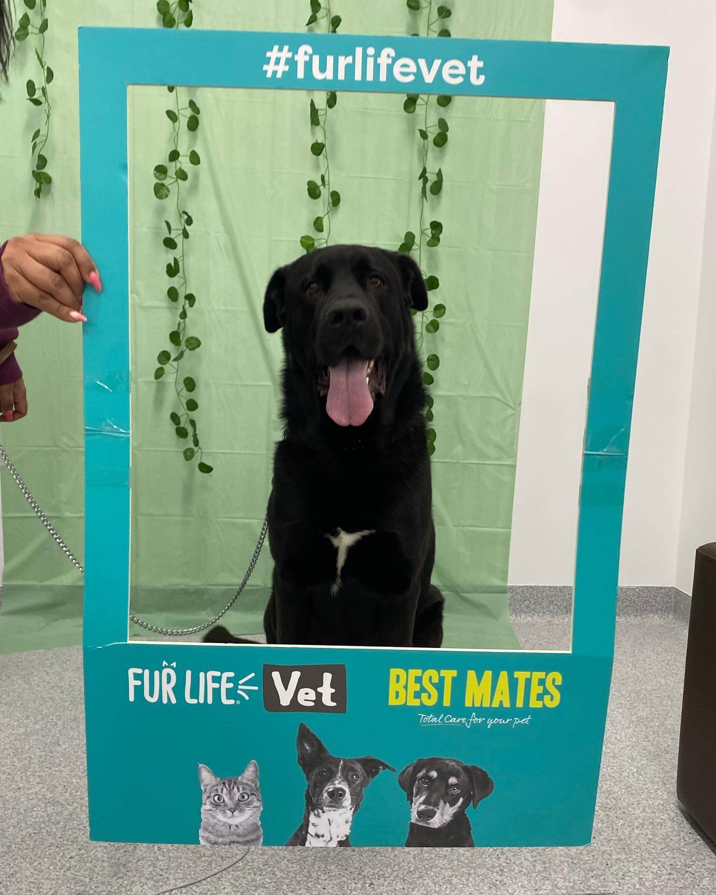 Veterinarian Near Me in Tarneit