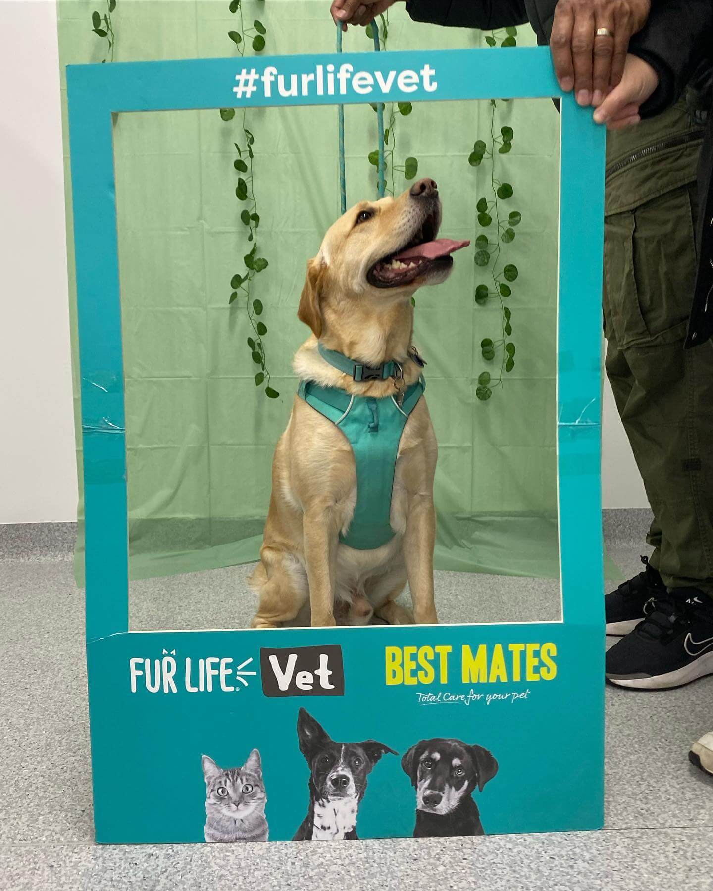 Veterinary Hospital Near Me In Tarneit