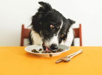 Understanding your dog’s nutritional requirements